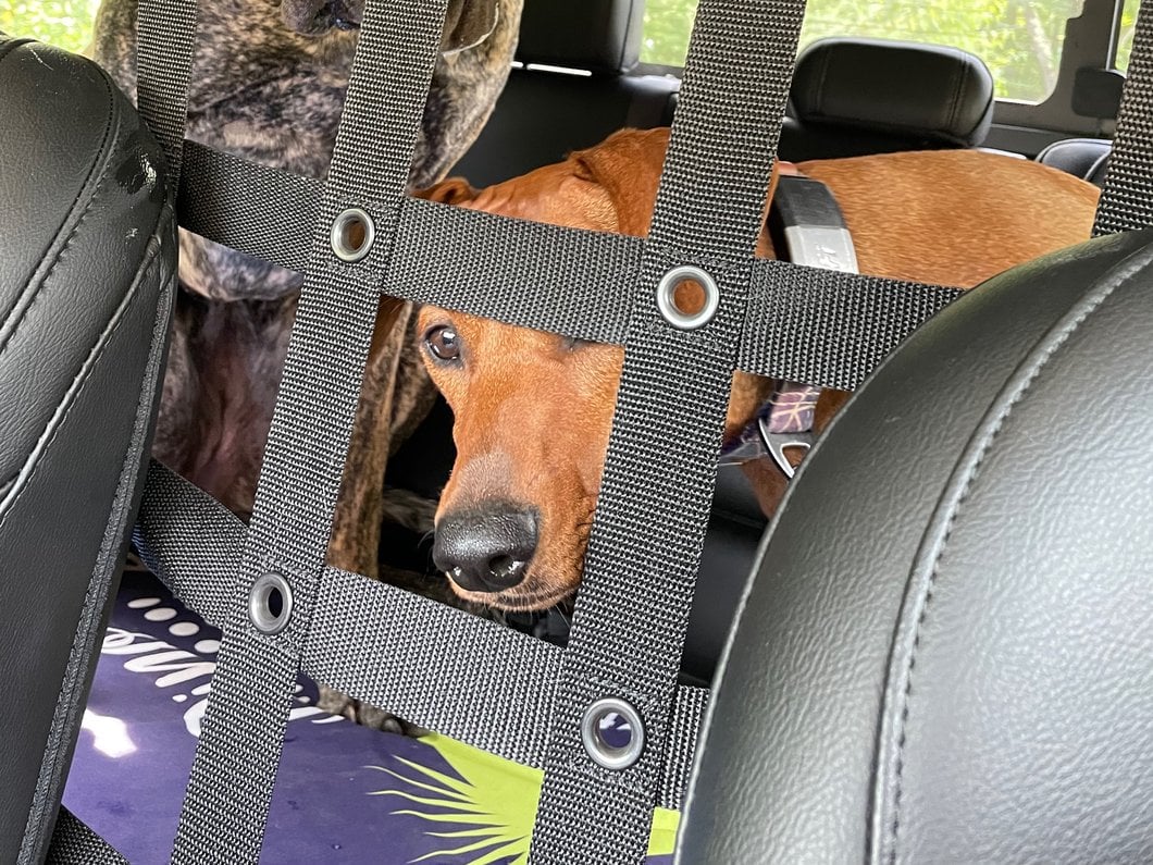 RedRock Cargo Net/Pet Divider; Front Seat (20-25 Jeep Gladiator JT)
