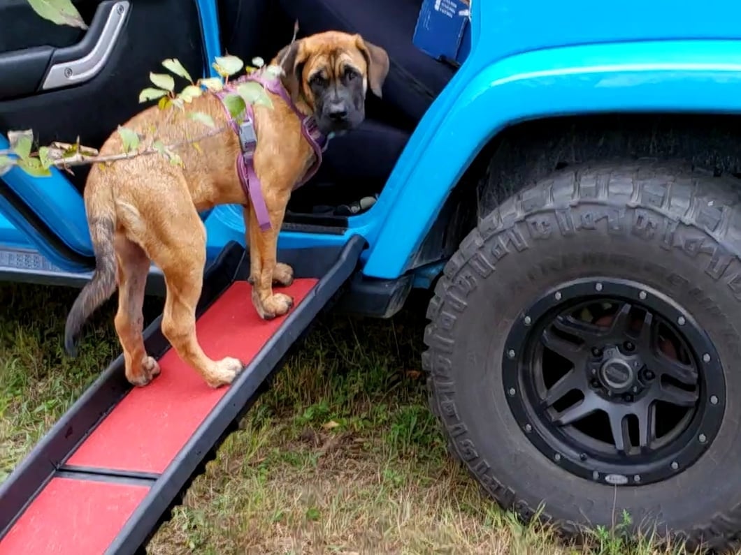 RedRock Easy-Fold Pet Ramp (Universal; Some Adaptation May Be Required)
