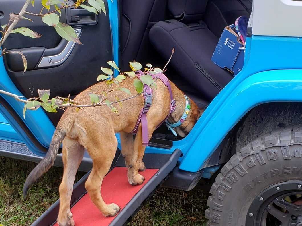 RedRock Easy-Fold Pet Ramp (Universal; Some Adaptation May Be Required)