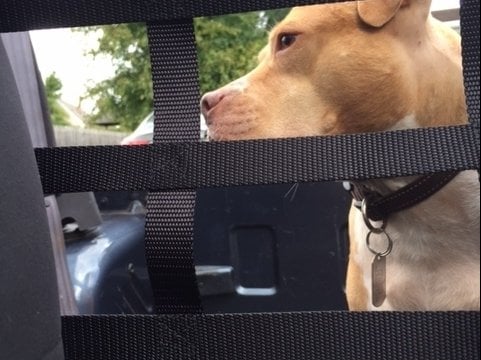 RedRock Pet Barrier Net; Black (92-06 Jeep Wrangler YJ & TJ)